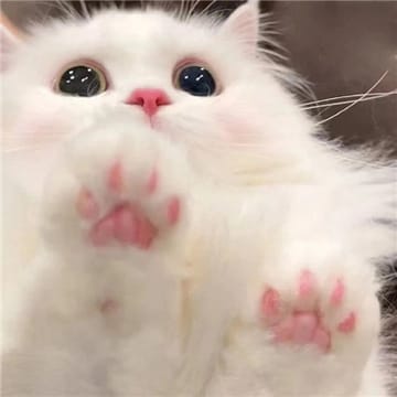 Avatar do usuário Amit